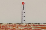 Gabbeh - Bakhtiari Persian Rug 272x144 - Picture 8