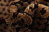 Songhor - Koliai Persian Rug 305x153 - Picture 7