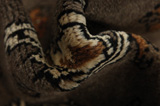 Qashqai Persian Rug 298x207 - Picture 7